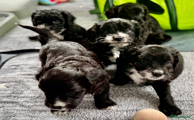 Cockapoo dogs - Advert 3