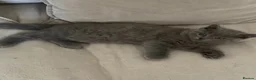 British Shorthair cats for sale: Beautiful GGCF British Shorthair X Ragdoll Kittens - Advert 2