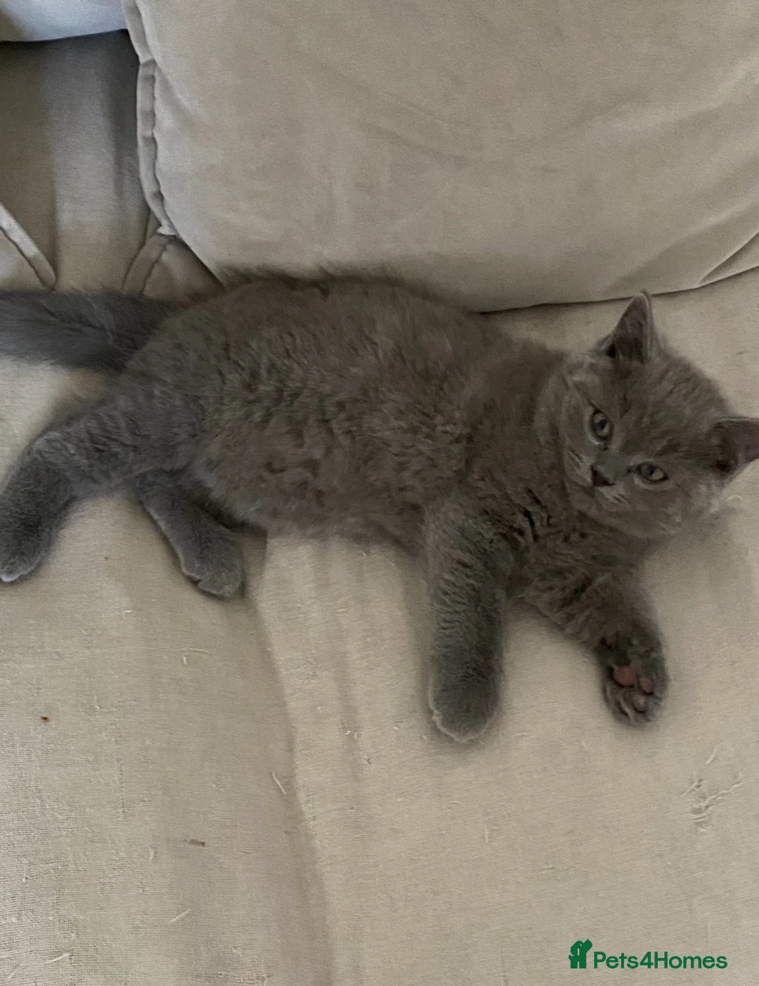 British Shorthair cats for sale: Beautiful GGCF British Shorthair X Ragdoll Kittens - Advert 2