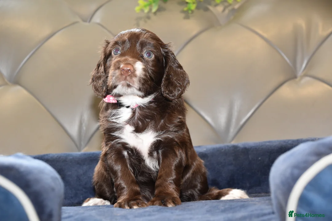 Cocker Spaniel dogs for sale: Kc Reg  Cocker Spaniel Puppies Health Tested - Advert 24