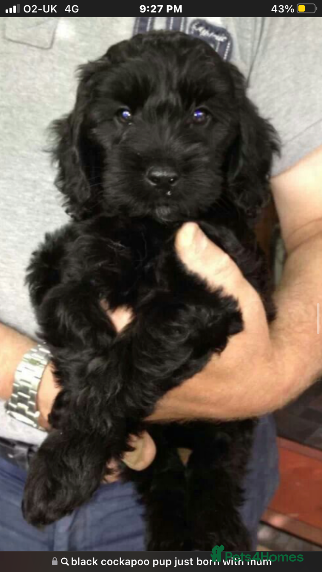Cockapoo dogs for sale: Lucky  - Image 1
