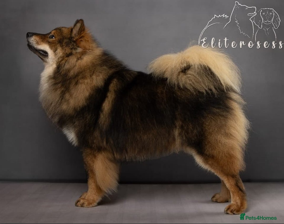 Eurasier dogs for sale: Eurasier Puppies KC Registered in Northampton - Image 20