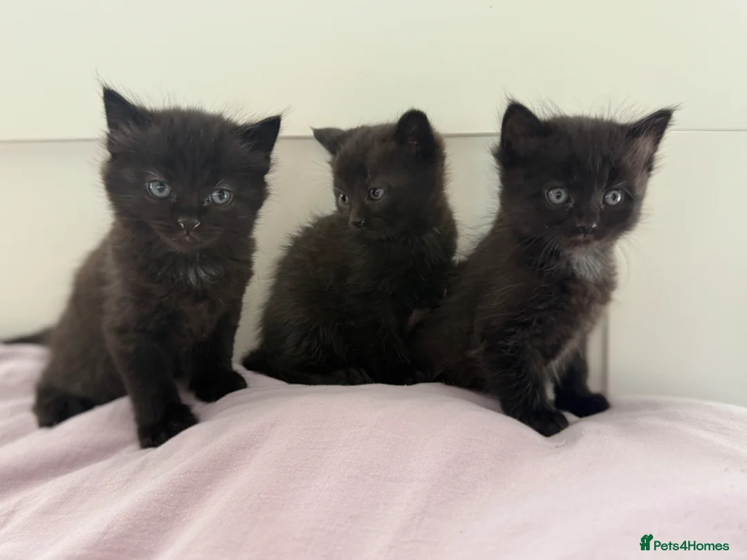 Mixed Breed cats for sale: Kittens in Sutton - Advert 2