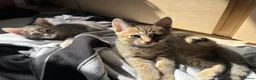 Mixed Breed cats for sale: 2 beautiful mixed tabby kittens available  - Advert 6