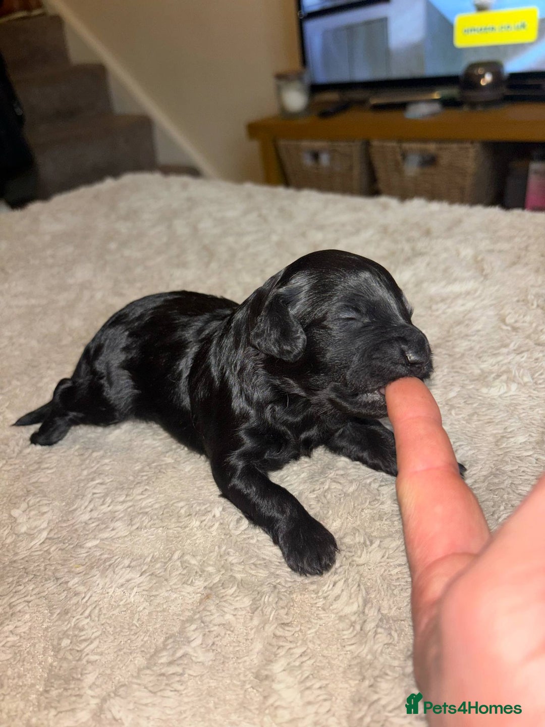 Cockapoo dogs for sale: Cockapoo puppies 🐶 - Image 12