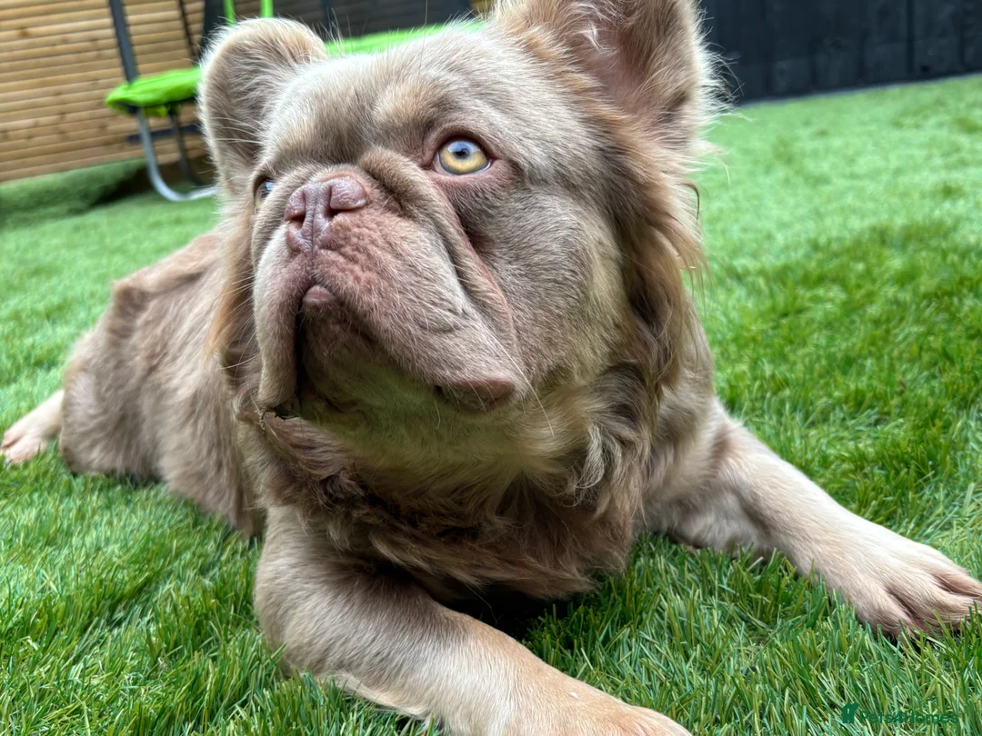 French Bulldog dogs for stud: 🐾New Shade Fluffy French Bulldog🐾 in Wishaw - Advert 4