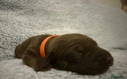 Bandog dogs for sale: 🐾 🌟 Premium multigen Bandogge Puppies🌟🐾 - Image 3