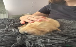 Golden Retriever dogs for sale: 5 gorgeous goldens left! - Image 8