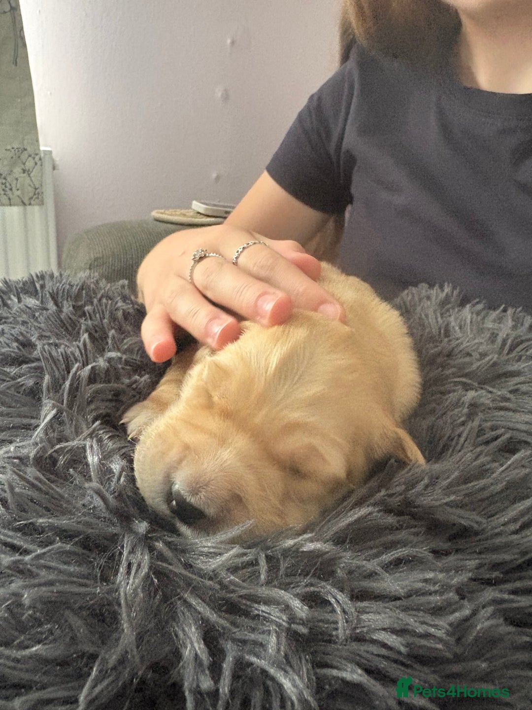 Golden Retriever dogs for sale: 5 gorgeous goldens left! - Image 8