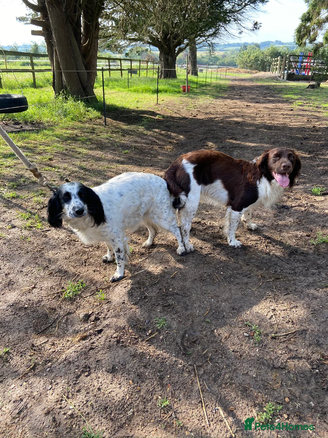 English Springer Spaniel dogs for stud: Working English Springer Spaniel Stud Health Test in Chelmsford - Advert 20