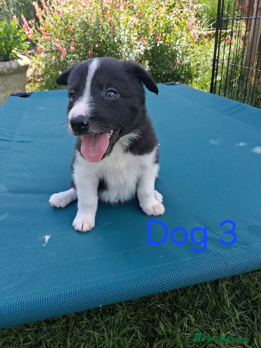 Border Collie dogs for sale: Beautiful border collie pups *3 dogs available* - Advert 17
