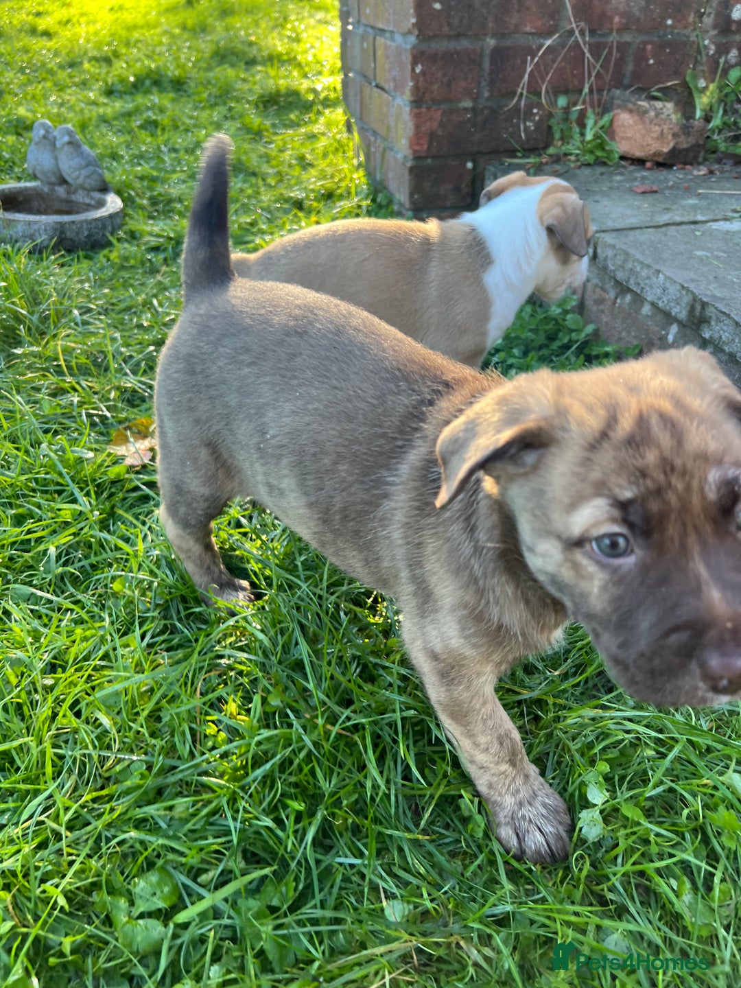 Mixed Breed dogs for sale: Staffy x Australian Kelpie  - Image 37