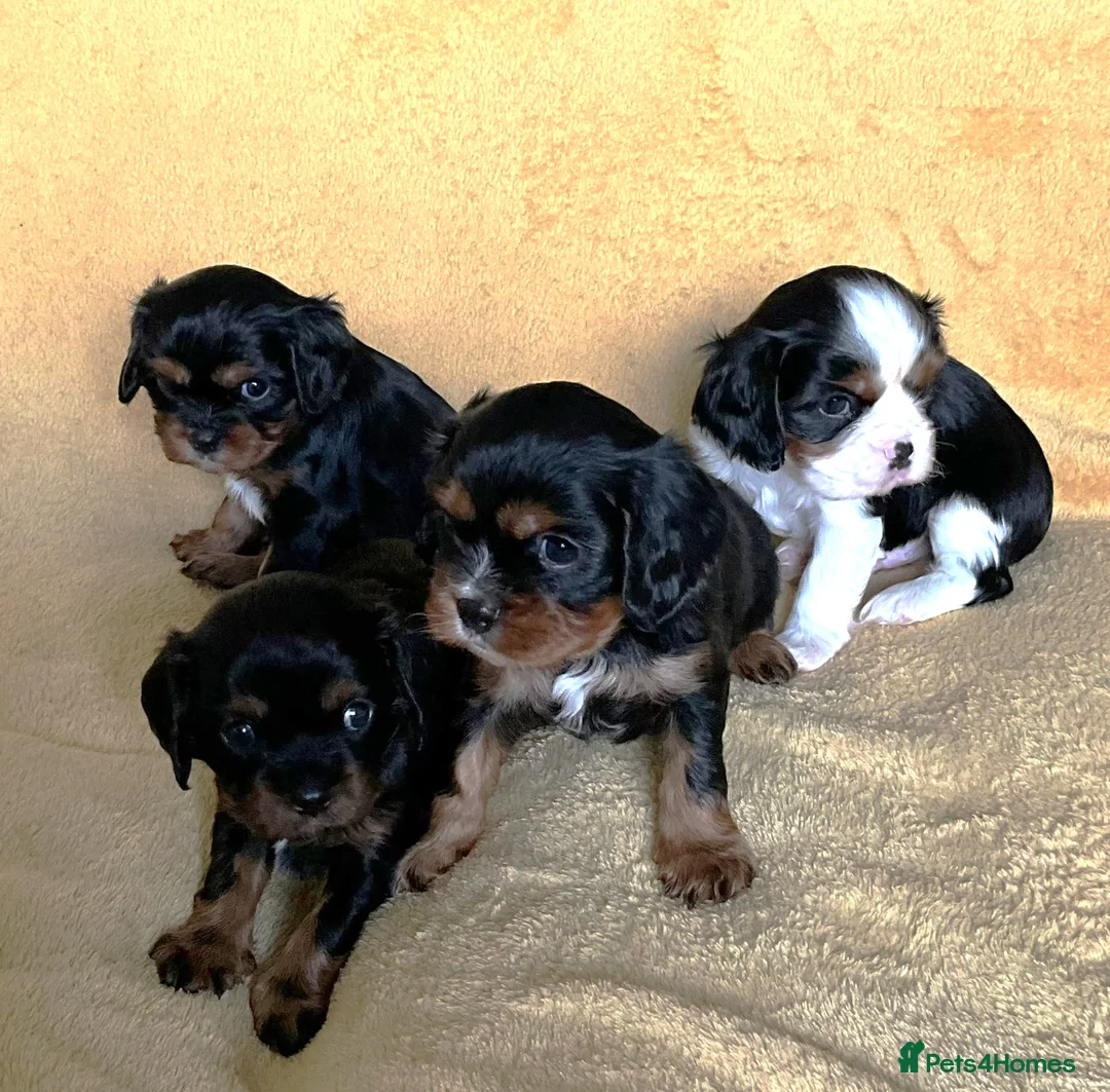 Cavalier King Charles Spaniel dogs for sale: KC registered CKC Spaniel Puppies - Advert 6