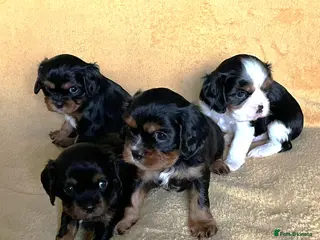 Cavalier King Charles Spaniel dogs KC registered CKC Spaniel Puppies - Advert 2