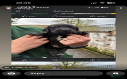 Springador dogs for sale: Lab/spaniel pups  - Image 4