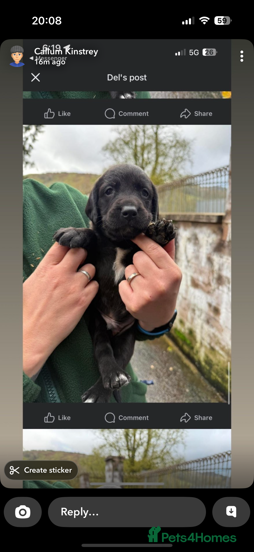 Springador dogs for sale: Lab/spaniel pups  - Image 4