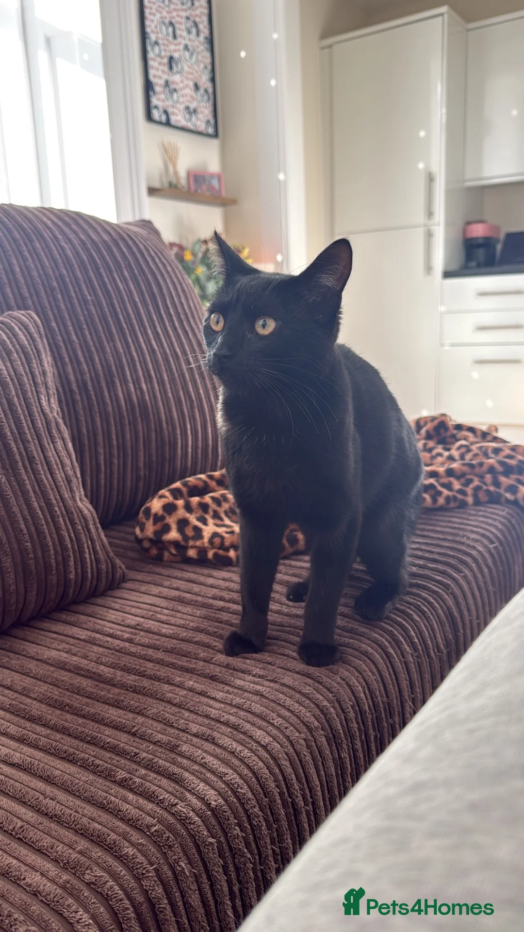 Mixed Breed cats for sale: Kitten looking to be re-homed - Advert 2