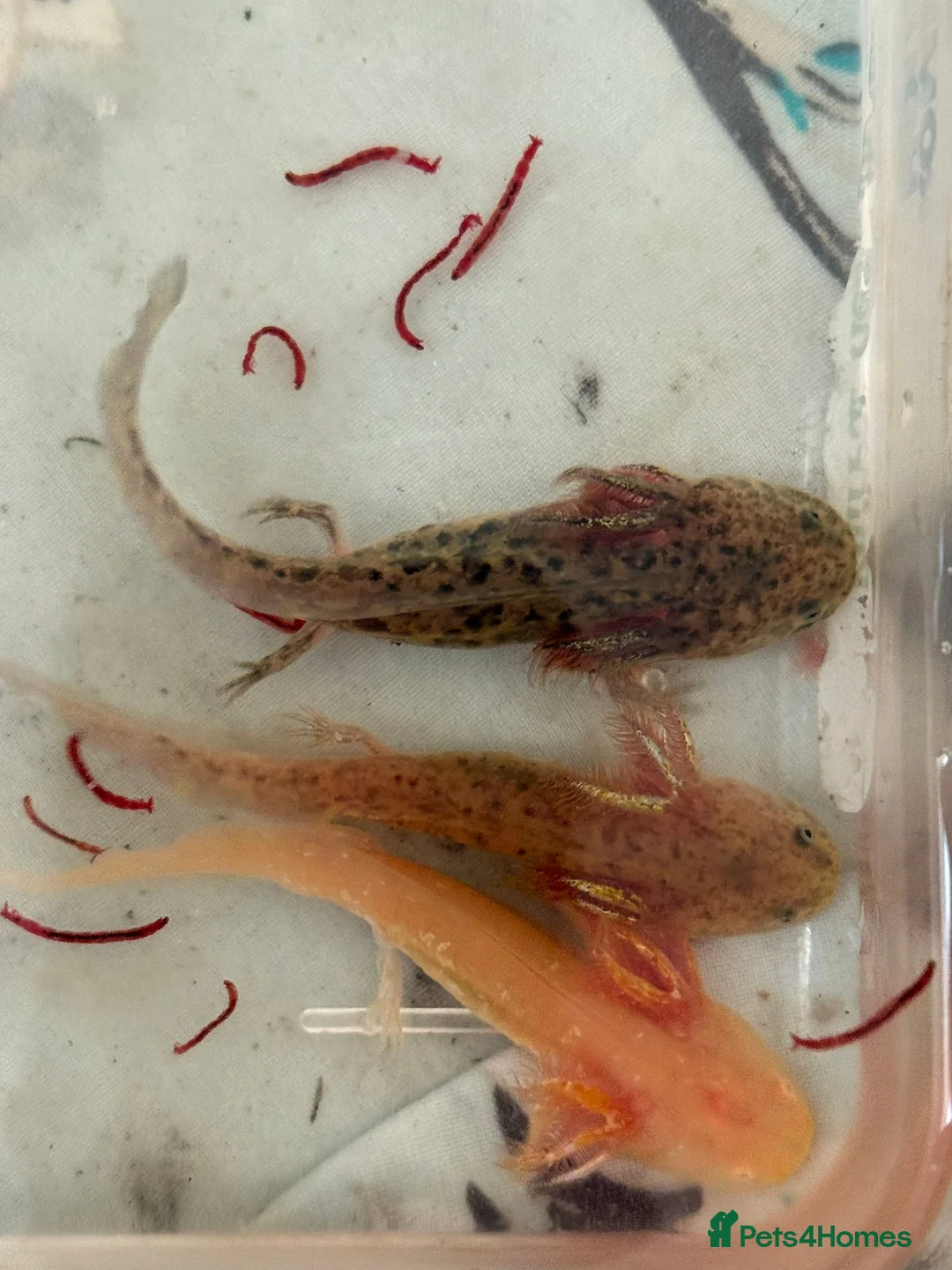 Axolotl reptiles for sale: Beautiful hypo baby Axolotls available last few  - Advert 1