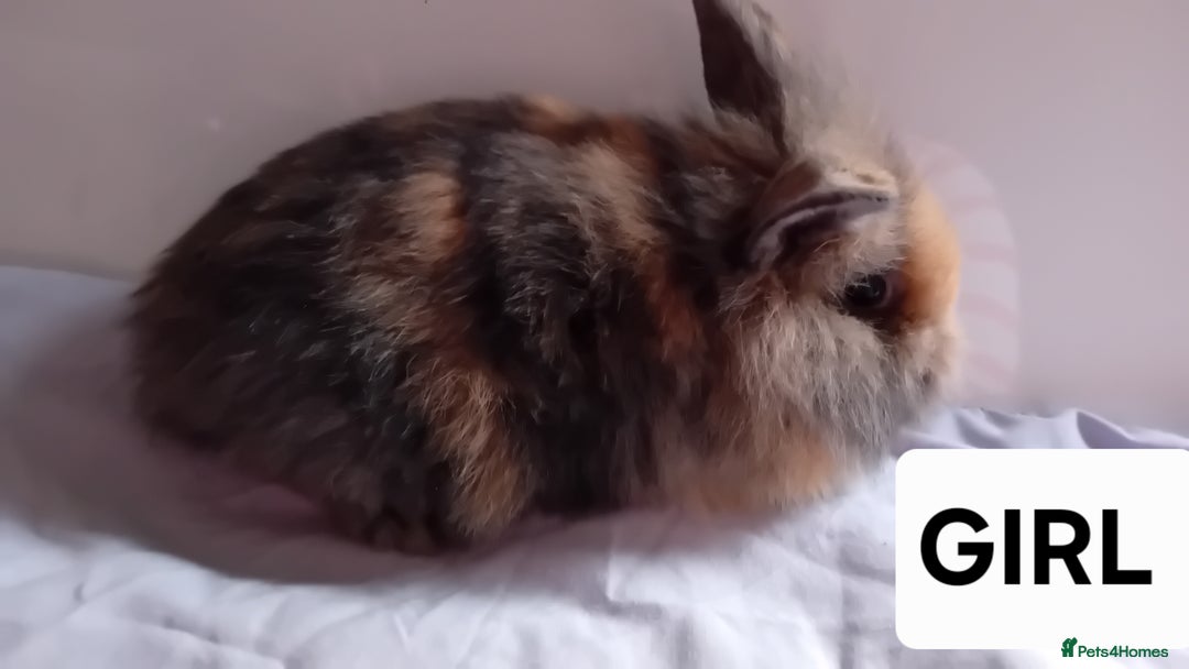 Lionhead rabbits for sale: Pure bred double main Lionhead Rabbits  - Image 1