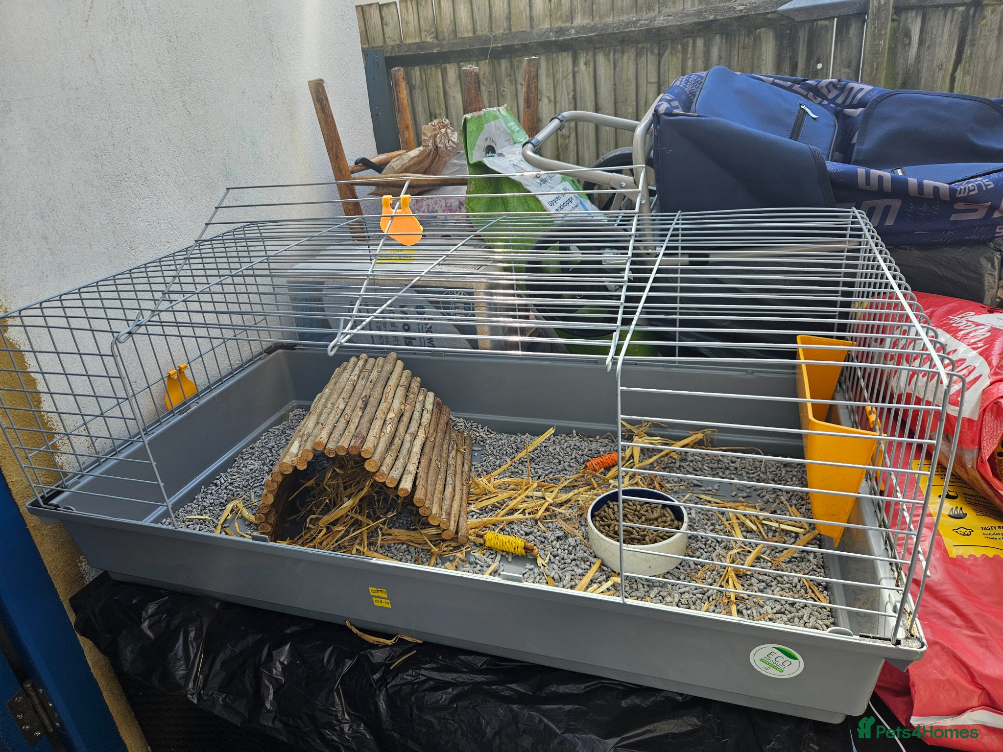 Guinea Pig rodents 2 Gorgeous Male Guinea pigs. West London  - Advert 2