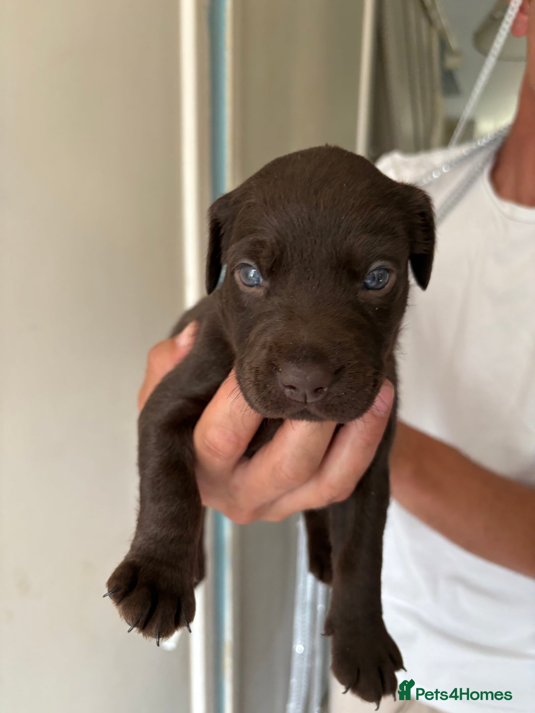 Labrador Retriever dogs for sale: Labrador puppies for sale Kent - Image 18