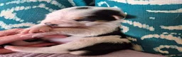 Mixed Breed dogs for sale: Beardie border x puppies - Advert 35