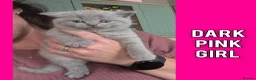 British Shorthair cats for sale: 5 Stunning Lilac Shorthair Kittens For Sale - Advert 3