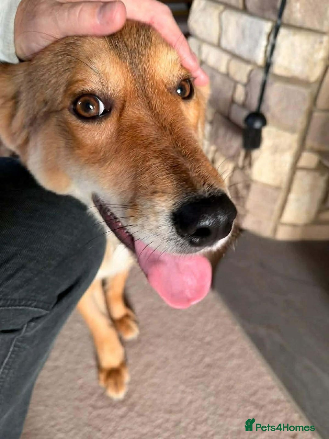 Mixed Breed dogs for adoption: Fox - Milton Keynes  - Advert 10