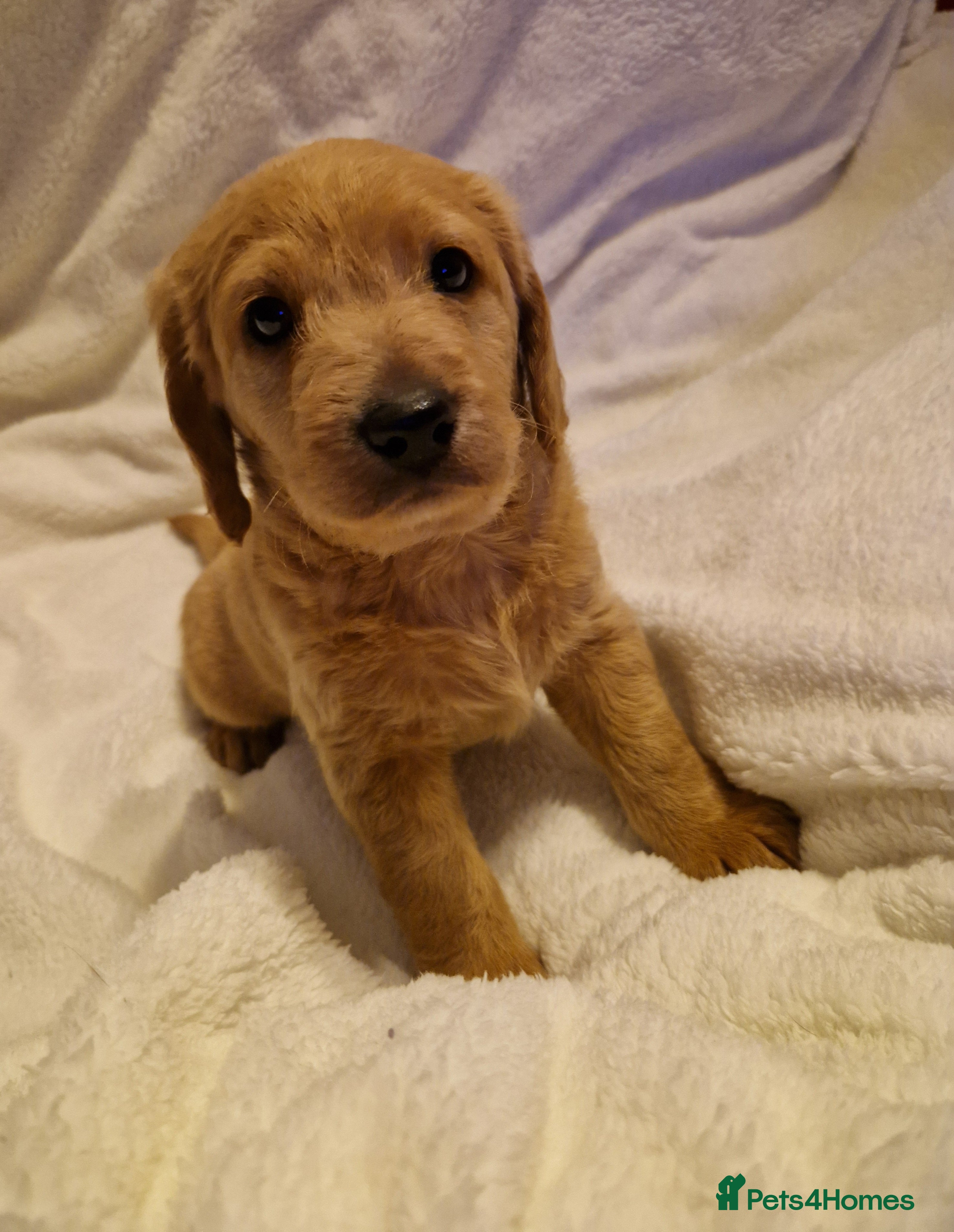 Labradoodle dogs 1 mini labradoodle left - Advert 12