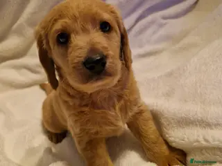 Labradoodle dogs 1 mini labradoodle left - Advert 12