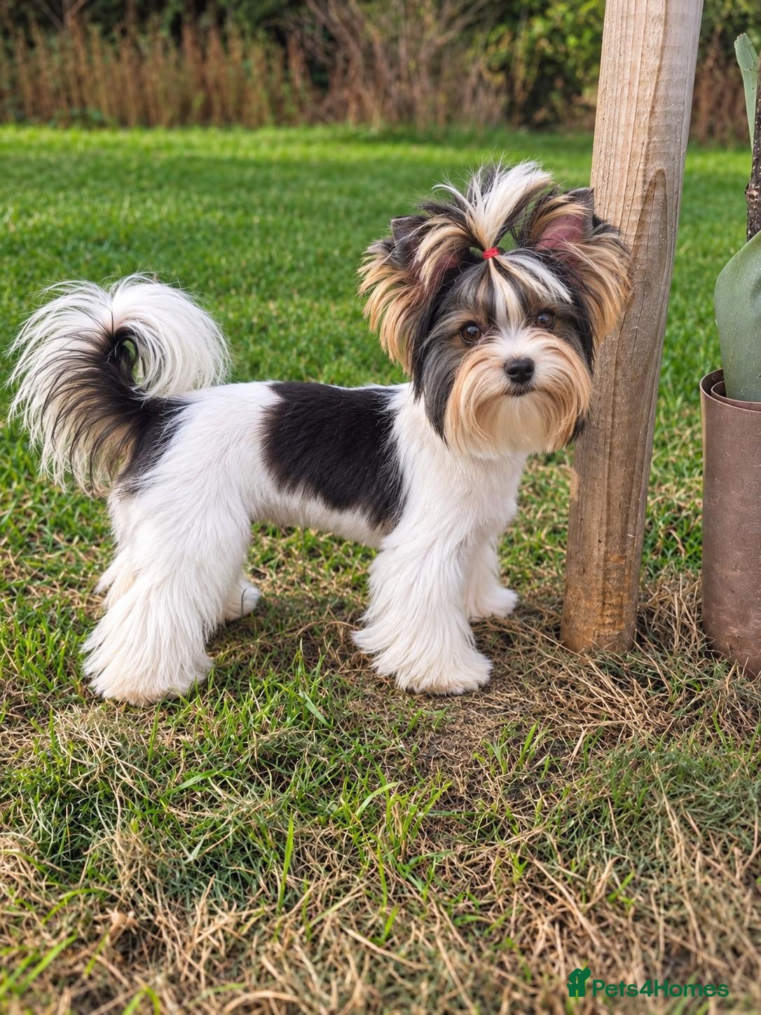 Yorkshire Terrier dogs for sale: Absolutely gorgeous tiny Yorkshire Terrier girl  - Advert 12