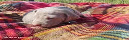 Weimaraner dogs for sale: Weimaraner Puppies For Sale  - Advert 6