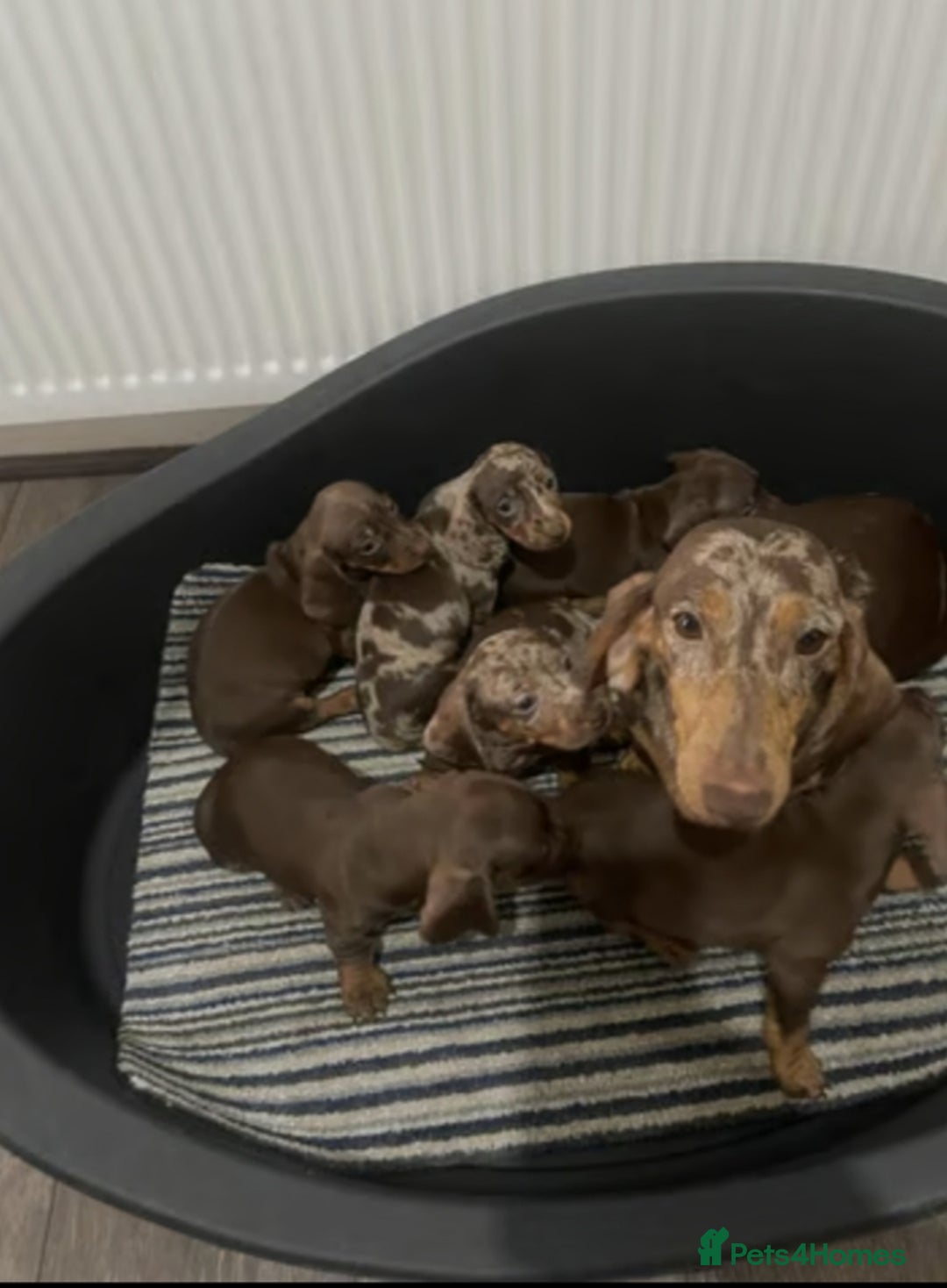 Miniature Dachshund dogs for sale: Miniature Dachshund Puppies  - Image 1