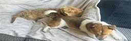 Jackshund dogs for sale: Jackshunds puppies  - Advert 18