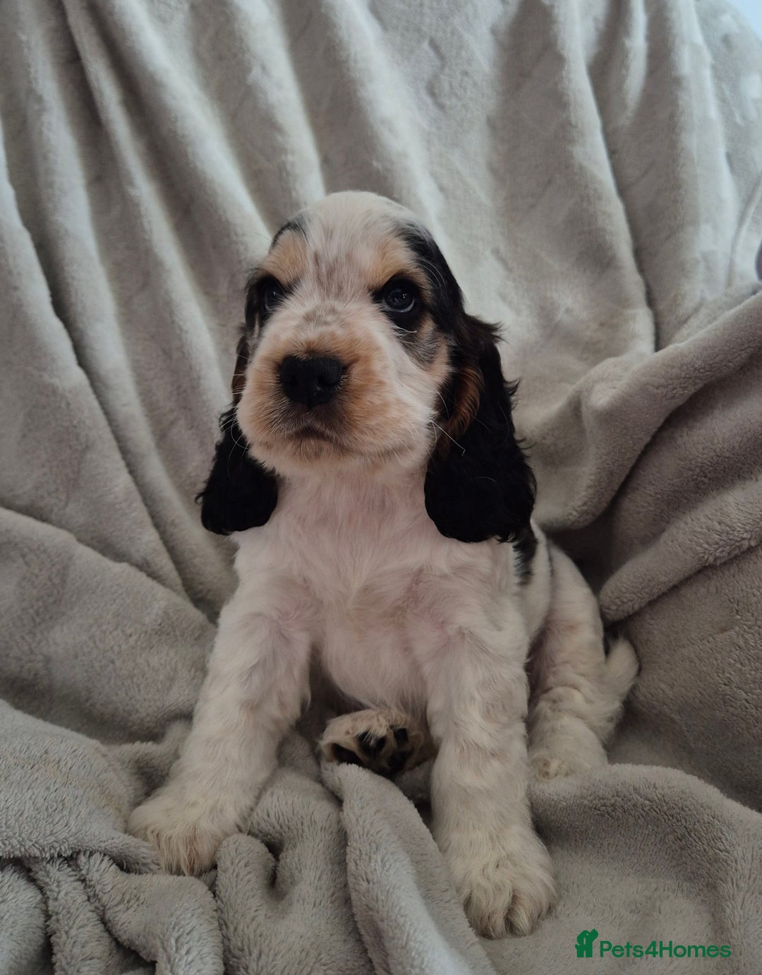 Cocker Spaniel dogs for sale: Roan show cocker spaniels  - Image 3