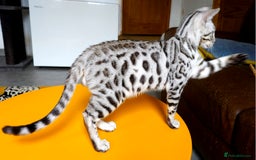 Bengal cats for sale: Exceptional Bengal kittens Available  - Image 4