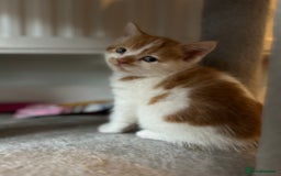 British Shorthair cats for sale: Chunky Kittens half BSH  - Image 9