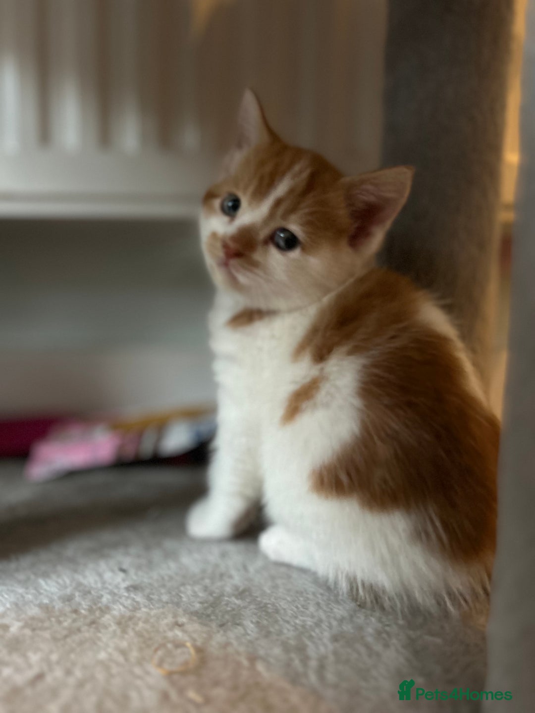 British Shorthair cats for sale: Chunky Kittens half BSH  - Image 9
