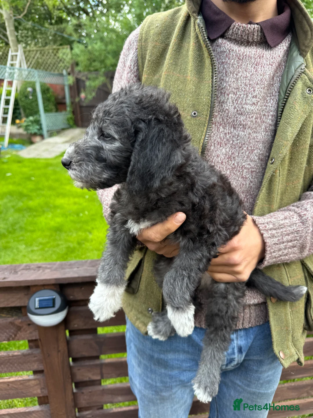 Bedlington Terrier dogs for sale: Bedlington Terrier Puppies  - Advert 2
