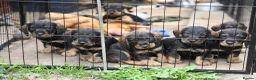 Dachshund dogs for sale: Standard Wirehaired Dachshund/Teckel Puppies - Advert 6