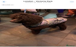 Cavapoo dogs for sale: 🐩 Stunning Chocolate KC Poodle – Lorde– 🐩 - Image 8