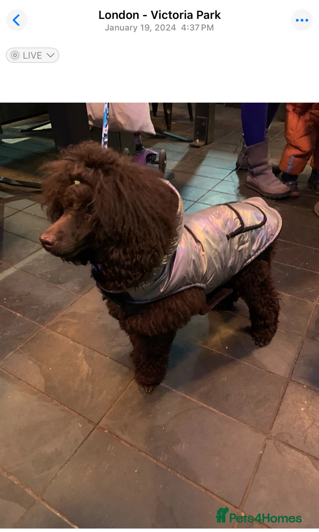 Cavapoo dogs for sale: 🐩 Stunning Chocolate mini KC Poodle – Lorde– 🐩 - Advert 6