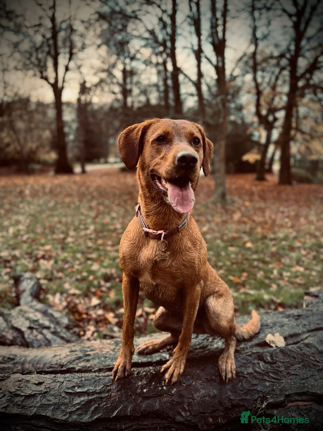 Labrador Retriever dogs for sale: KC Registered, Fox Red Labrador Retriever Puppies - Advert 1