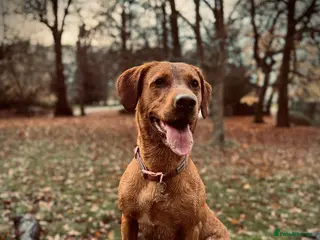 Labrador Retriever dogs KC Registered, Fox Red Labrador Retriever Puppies - Advert 1