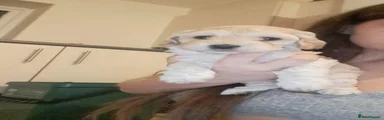 Cockapoo 4