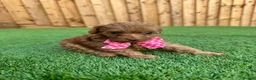 Cockapoo dogs for sale: Beautiful Cockapoo Puppies in Birmingham - Advert 12