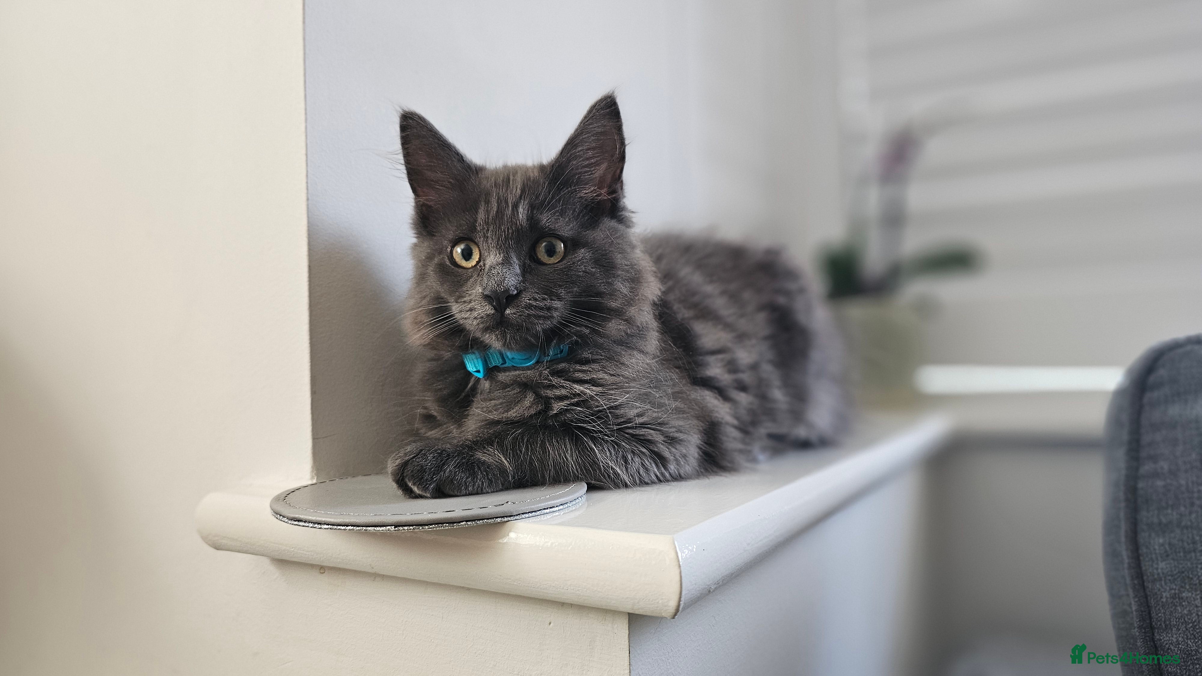 Maine Coon cats Gorgeous, sociable maine coon kittens  - Advert 2