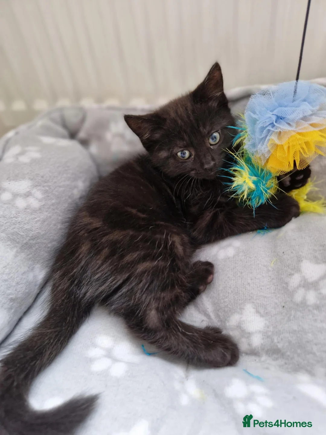 Mixed Breed cats for sale: Kittens - Advert 19