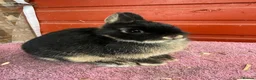 Netherland Dwarf rabbits for sale: Young Netherland Dwarfs - Advert 12