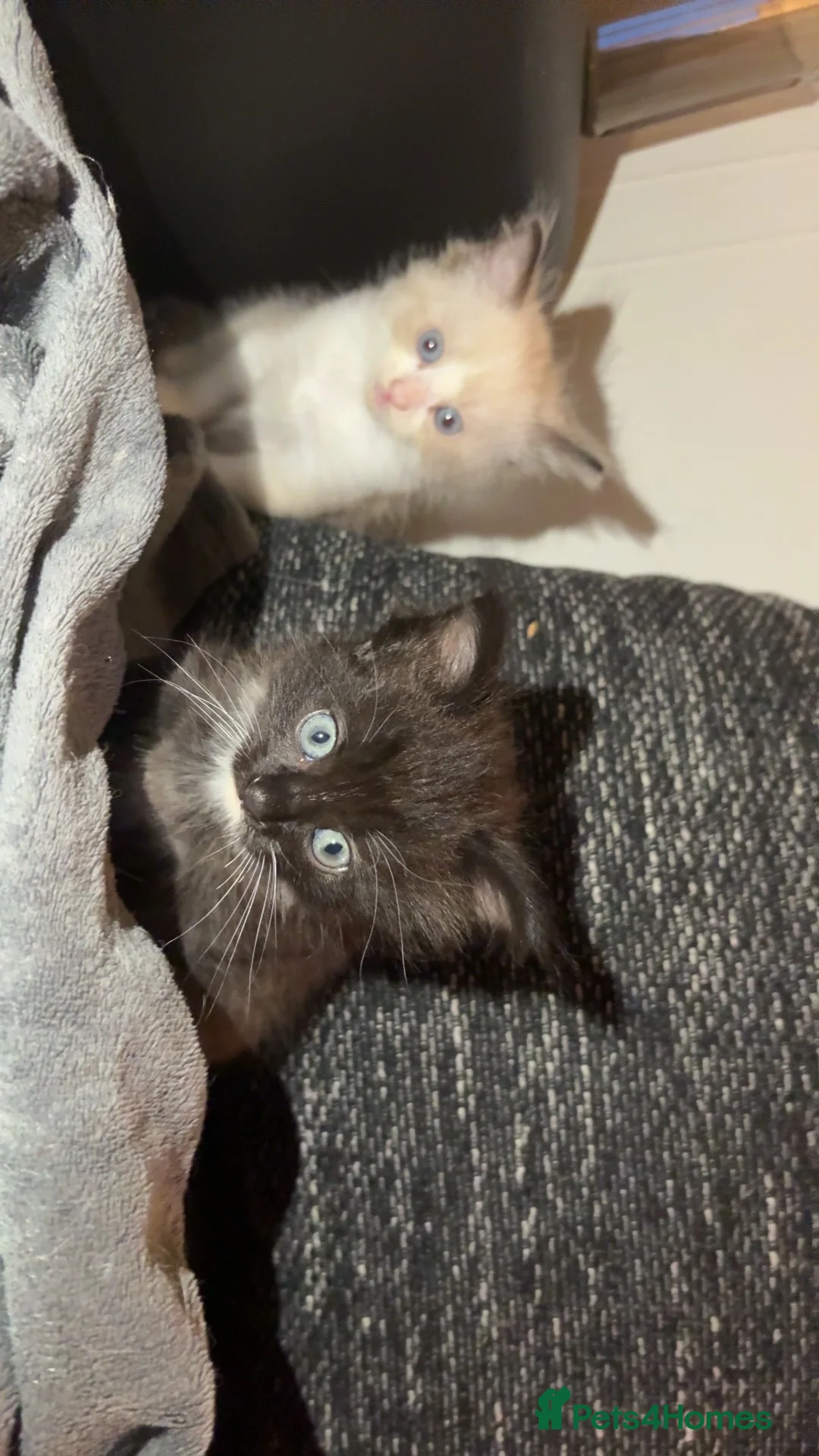 Ragcoon cats for sale: Ragdoll/Mainecoon/Tuxedo - Advert 2
